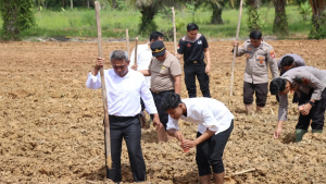 Polres Melawi Terus Garap Lahan Pertanian Usai Panen Jagung