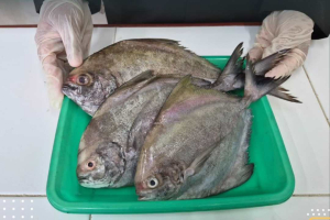 Ikan Bawal Kalbar Jadi Primadona di Malaysia, Ekspor Lewat PLBN Entikong Tembus Ratusan Juta Rupiah