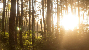 Dari London, Prabowo Putuskan Cabut Izin 28 Perusahaan Bermasalah