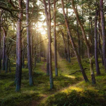 Pengelolaan Hutan Harus Akuntabel dan Transparan, Ini Fokus Pemerintah