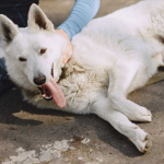 Sintang Tetapkan Status KLB, Kartiyus Tegaskan Akan Eliminasi Anjing Terinfeksi Rabies