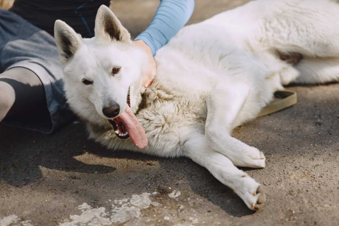 Sintang Tetapkan Status KLB, Kartiyus Tegaskan Akan Eliminasi Anjing Terinfeksi Rabies