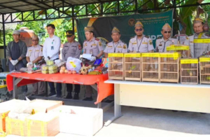 Karantina Kalbar Musnahkan Komoditas Ilegal dan Gagalkan Penyelundupan 434 Burung Berkicau