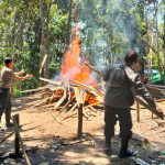 Sikat Habis Judi, Dua Arena Sabung Ayam dan Kolok-kolok di Kapuas Hulu Dibakar