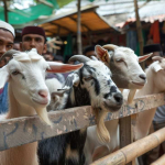 Jelang Iduladha 1447 Hijriah, Kenali Syarat dan Kriteria Hewan Kurban Terbaik Sesuai Syariat