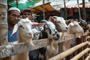 Jelang Iduladha 1447 Hijriah, Kenali Syarat dan Kriteria Hewan Kurban Terbaik Sesuai Syariat