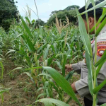 Polsek Bonti Pantau Lahan Jagung Hibrida yang Diserang Hama Tikus