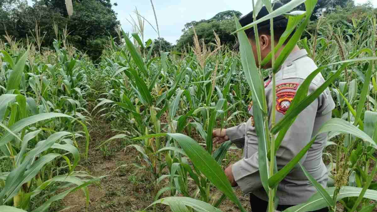 Polsek Bonti Pantau Lahan Jagung Hibrida yang Diserang Hama Tikus
