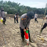 Polsek Toba dan Kelompok Tani Tanam Jagung di Lahan 2 Hektare