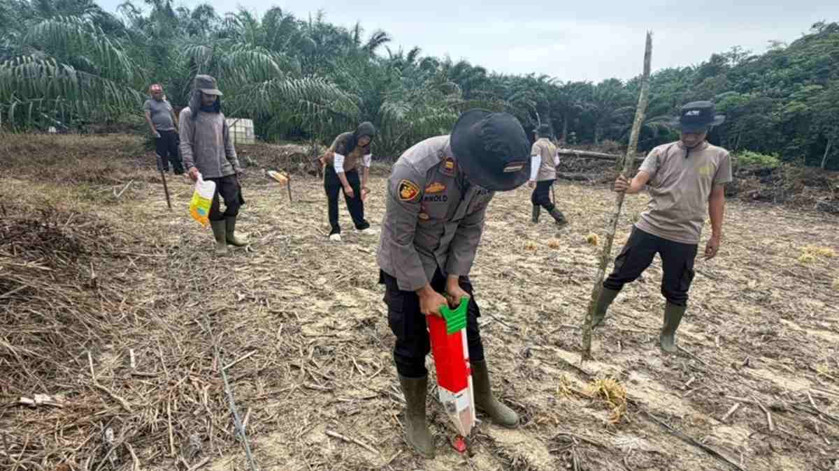 Polsek Toba dan Kelompok Tani Tanam Jagung di Lahan 2 Hektare
