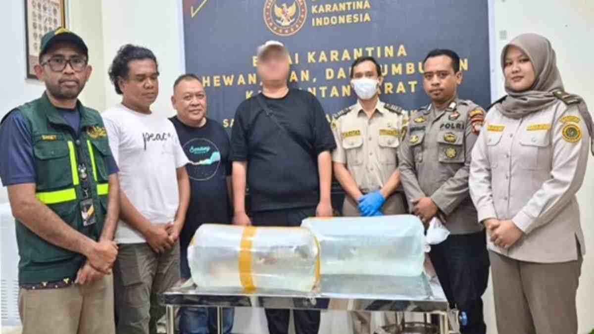 Karantina Kalbar Gagalkan Penyelundupan 5 Arwana Super Red ke Malaysia via Entikong