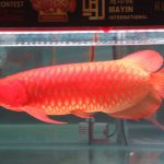 APPS International Arowana Contest 2026 Sukses Digelar, Gubernur Ria Norsan Janji Permudah Regulasi Ekspor Ikan Silok