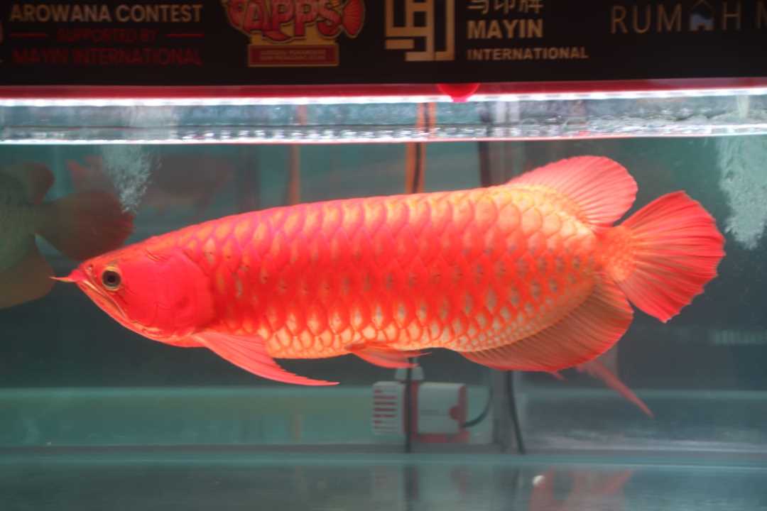 APPS International Arowana Contest 2026 Sukses Digelar, Gubernur Ria Norsan Janji Permudah Regulasi Ekspor Ikan Silok