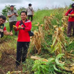 Panen Jagung Hibrida di Sanggau Tembus 7,2 Ton per Hektare