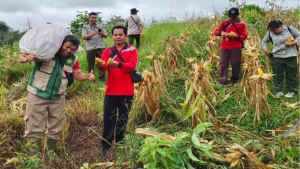 Panen Jagung Hibrida di Sanggau Tembus 7,2 Ton per Hektare