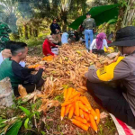 Panen Jagung Hibrida di Sekayam Capai 10,14 Ton per Hektare