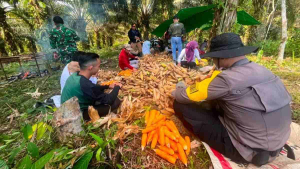 Panen Jagung Hibrida di Sekayam Capai 10,14 Ton per Hektare