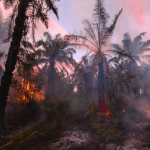 Hashim Wacanakan 12,7 Juta Hektare Hutan Rusak untuk Sawit Demi Biodiesel, Pakar Khawatirkan Ancaman Deforestasi