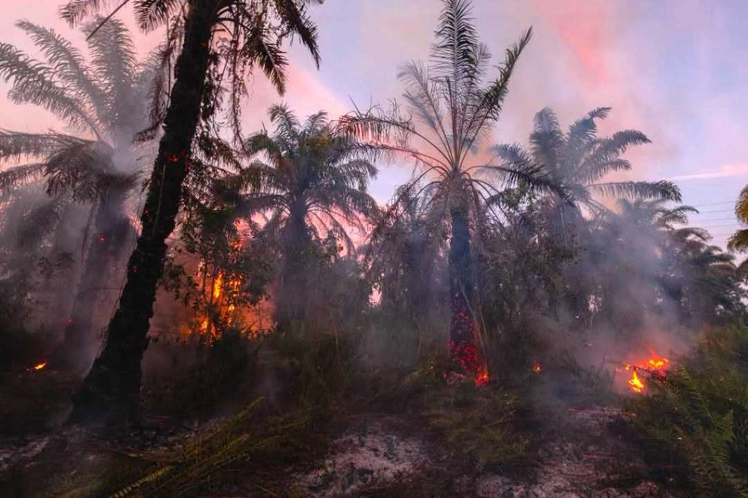 Hashim Wacanakan 12,7 Juta Hektare Hutan Rusak untuk Sawit Demi Biodiesel, Pakar Khawatirkan Ancaman Deforestasi